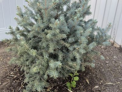 Colorado Blue Spruce