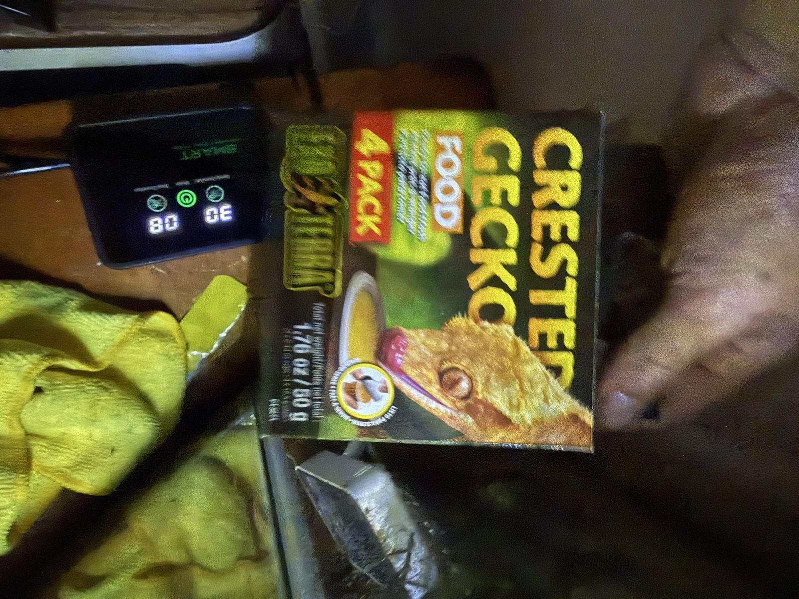Crested gecko cage with everything