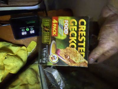 Crested gecko cage with everything