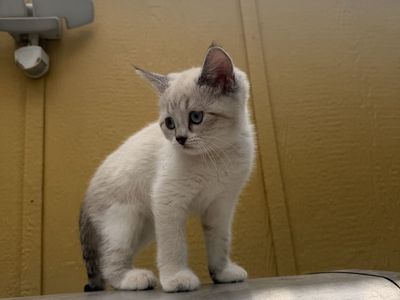 Scottish fold X British X Ragdoll kittens