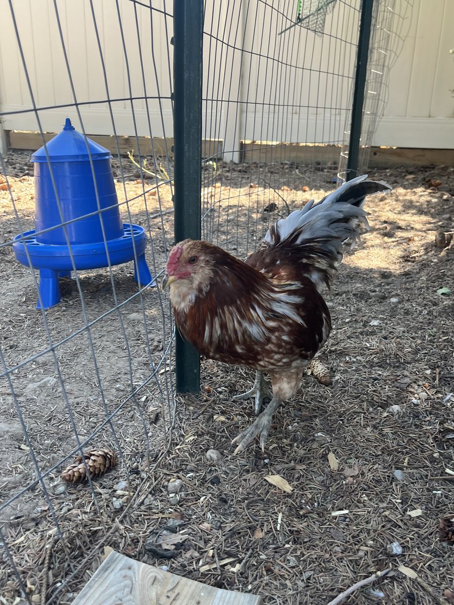 Free Roosters