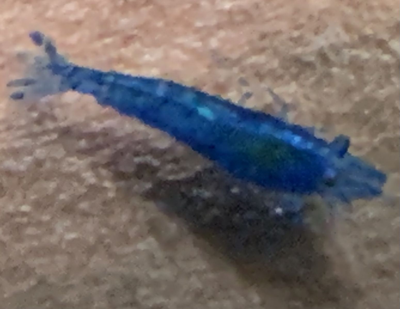 Blue shrimp