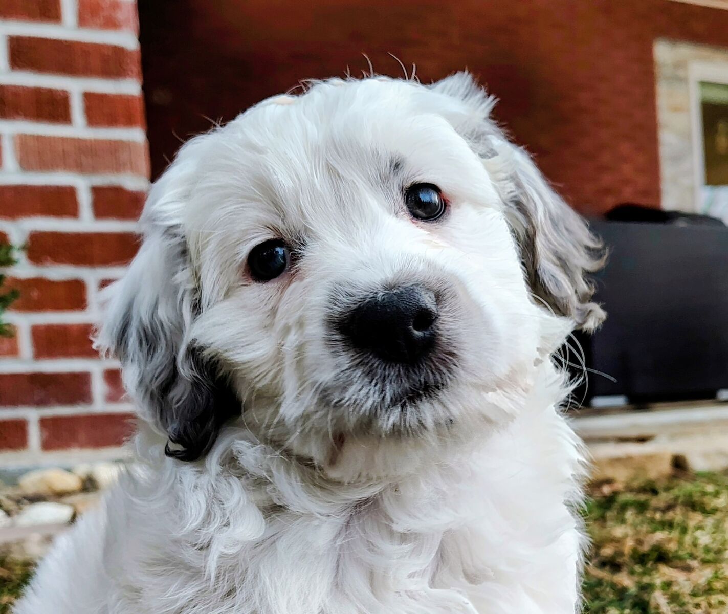 Mini Goldendoodle Puppy Golden Retriever Poodle Multi-Gen White parti