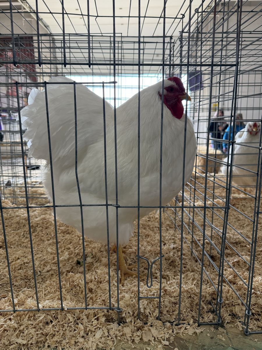 Large White Wyandottes (Show Quality)