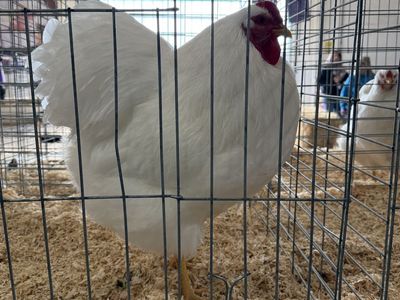 Large White Wyandottes (Show Quality)