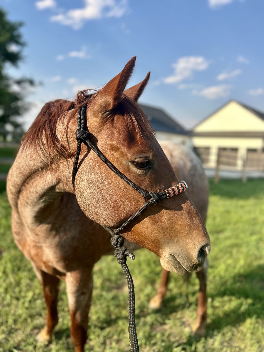 2023 Red Roan Filly-OWN daughter of Bet Hesa Cat