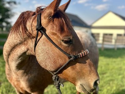 2023 Red Roan Filly-OWN daughter of Bet Hesa Cat