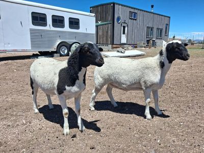 Dorper sheep weanlings for sale
