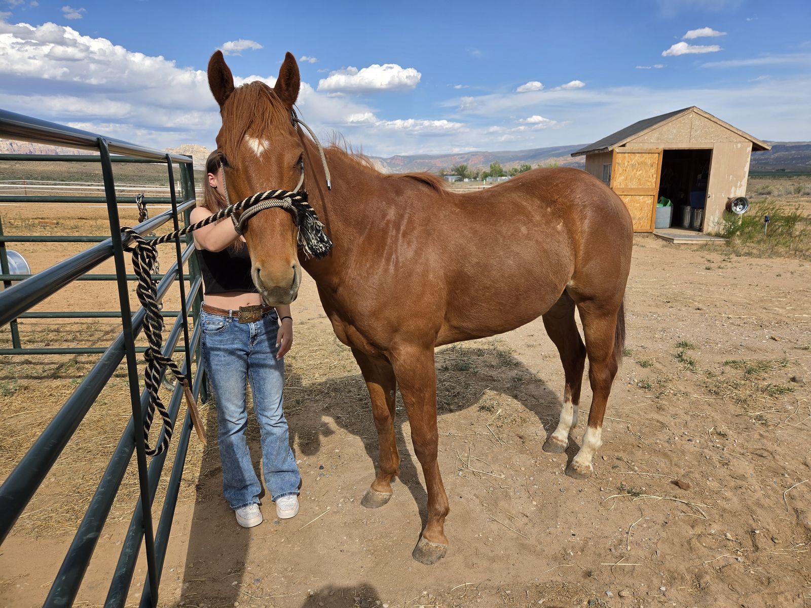 3 year old gelding