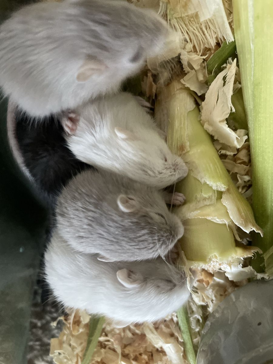 Gerbils rodents tiny rabbits