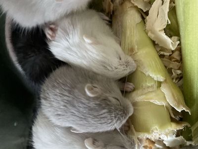 Gerbils rodents tiny rabbits