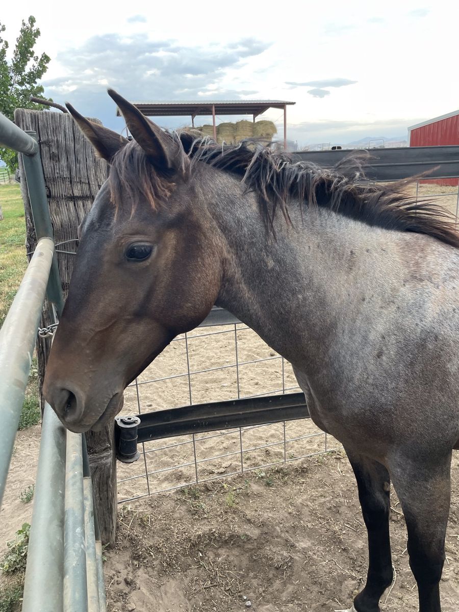 AQHA Roan Filly Yearling