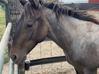 AQHA Roan Filly Yearling