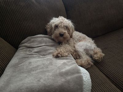 AKC Miniature Poodle