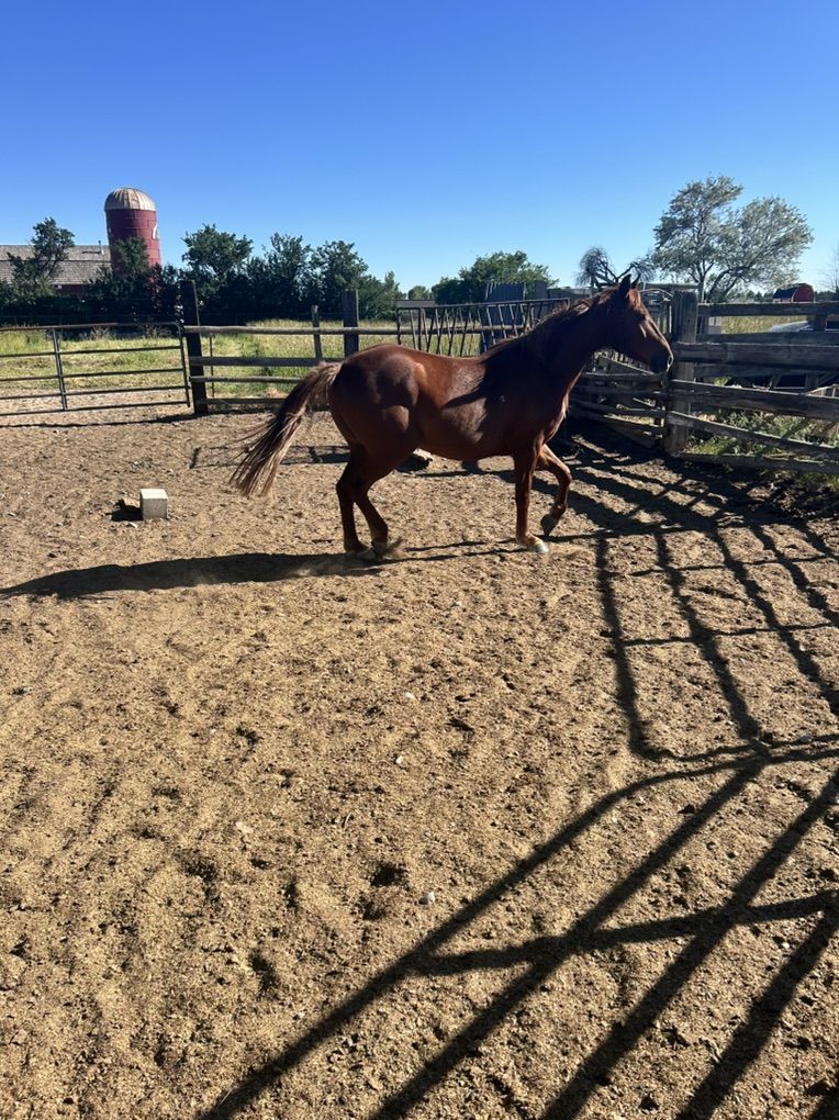 5 year old Gelding