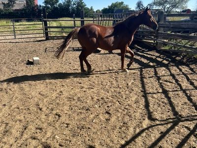 5 year old Gelding