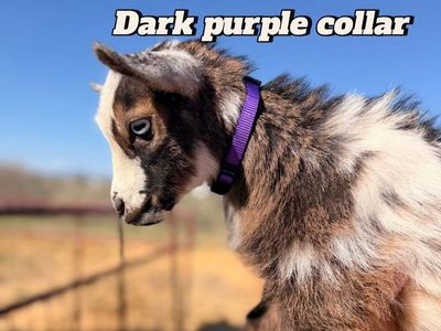 Nigerian Dwarf Goats 4 Sale