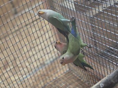 lovebirds