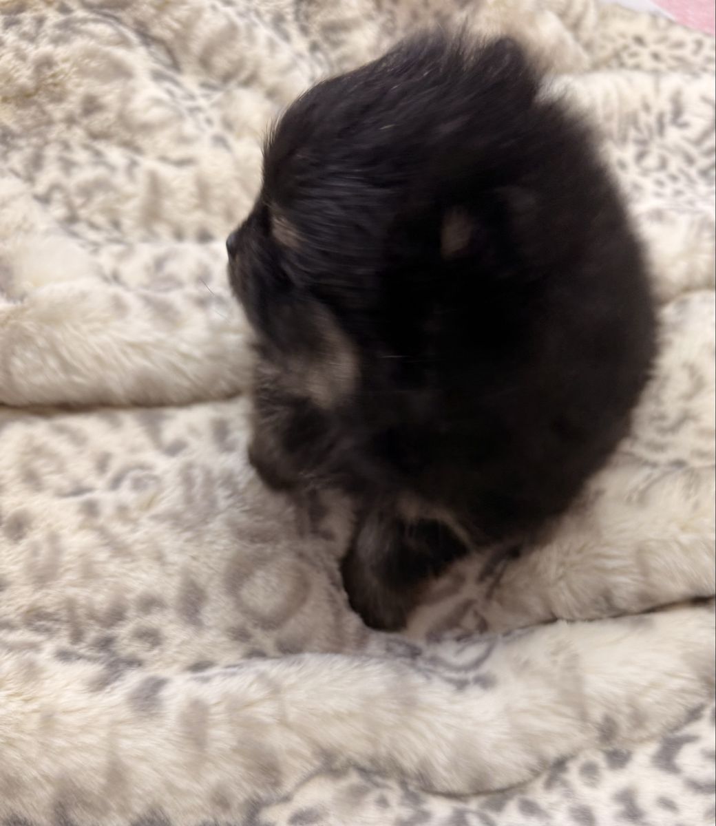 Akc Pomeranian  male puppy….