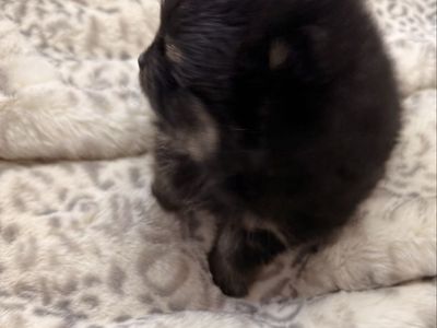 Akc Pomeranian male puppy….