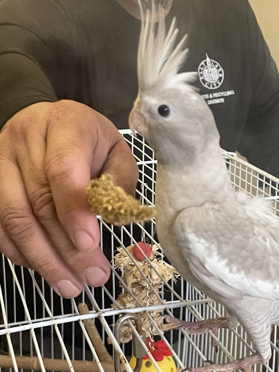 cockatiel