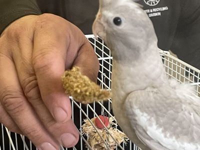 cockatiel
