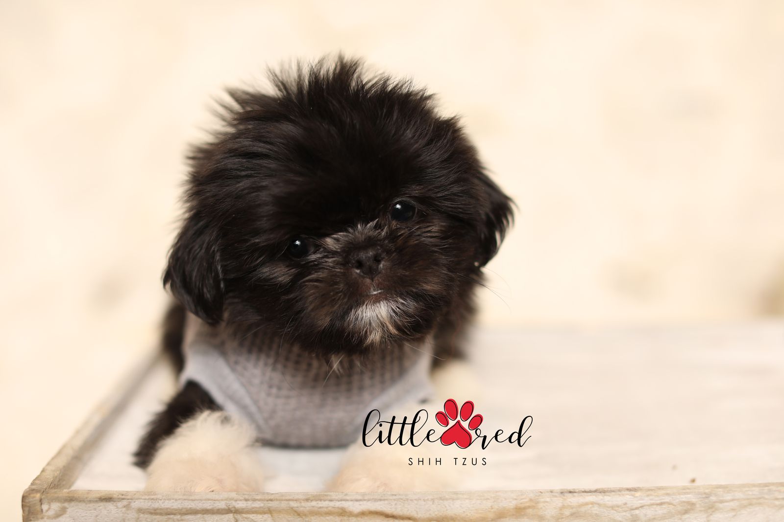 Shih Tzu Puppy-Aspen