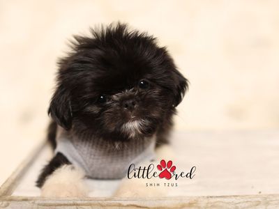Shih Tzu Puppy-Aspen