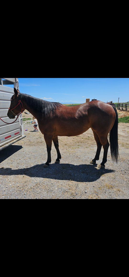 9 yr old AQHA bay mare