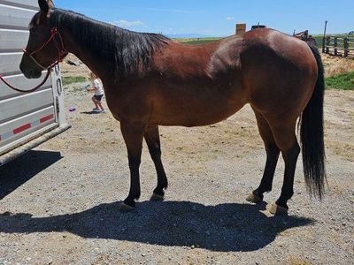 9 yr old AQHA bay mare