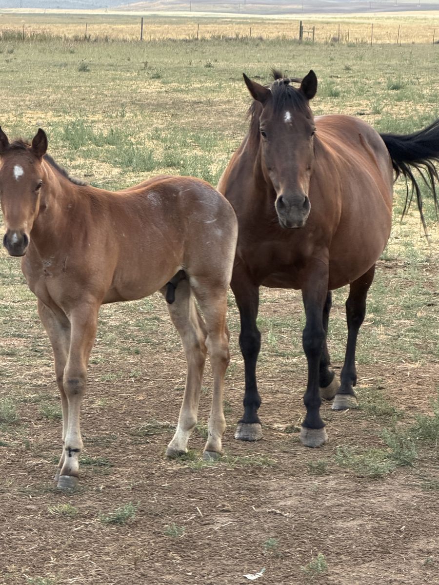 AQHA Pregnant mare and stud colt