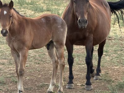 AQHA Pregnant mare and stud colt
