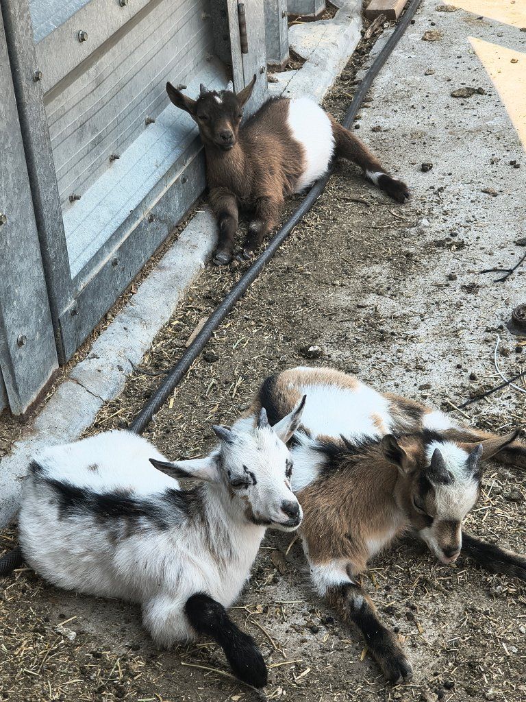 Nigerian dwarfs bucklings