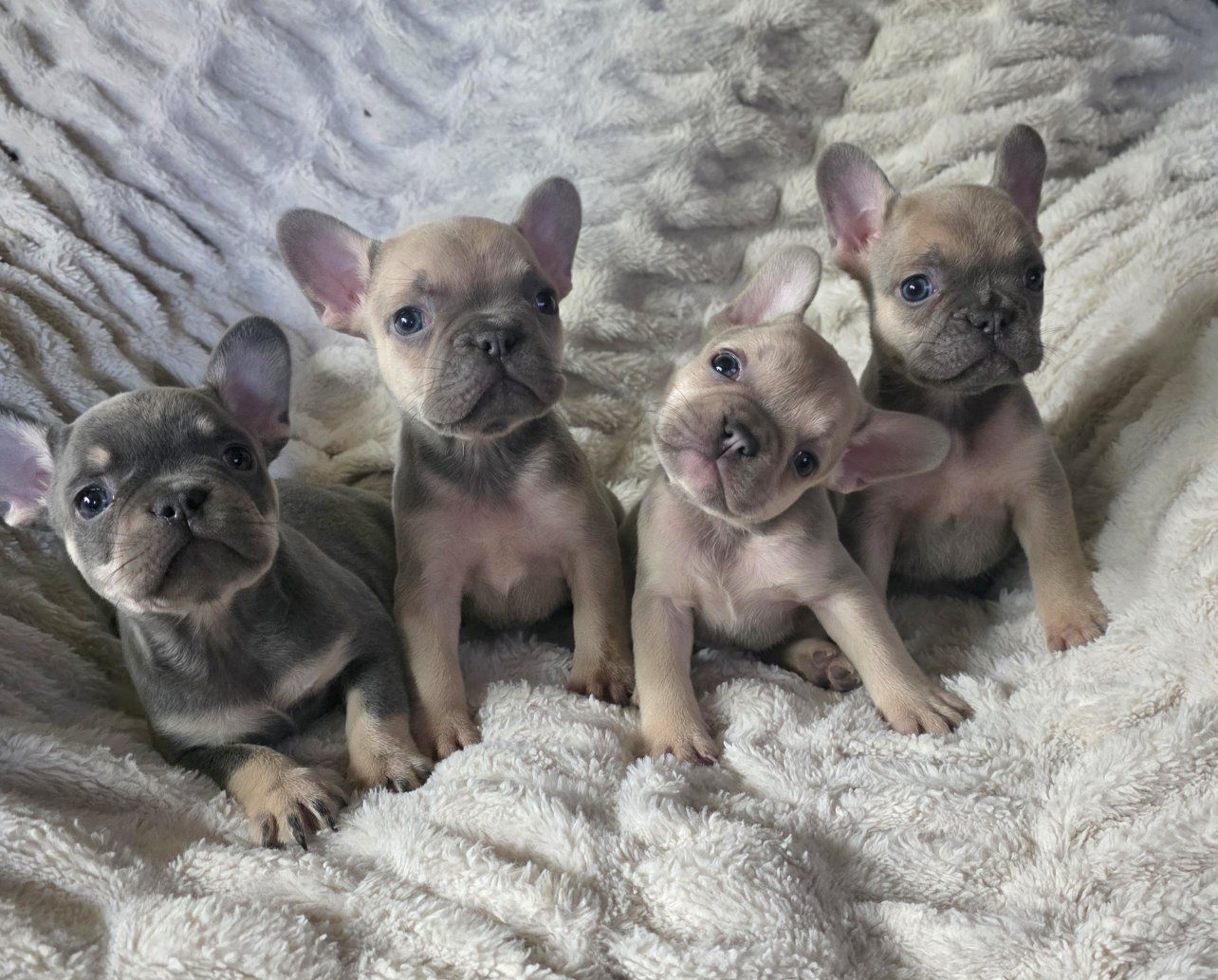 French Bulldog Puppies BLUE FAWN 7 wks AKC