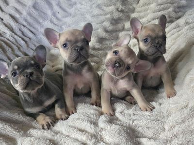 French Bulldog Puppies BLUE FAWN 7 wks AKC