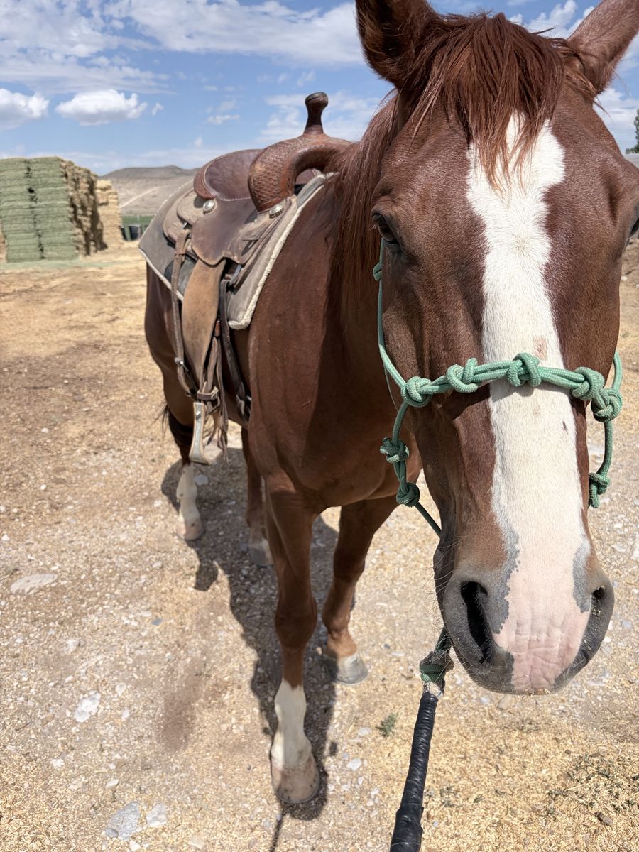 Sorrel Quarter Horse Gelding