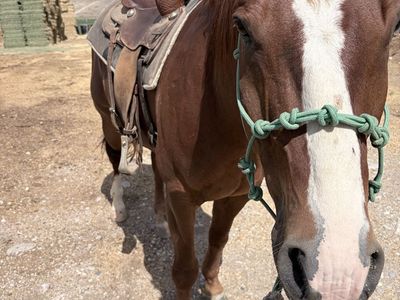 Sorrel Quarter Horse Gelding