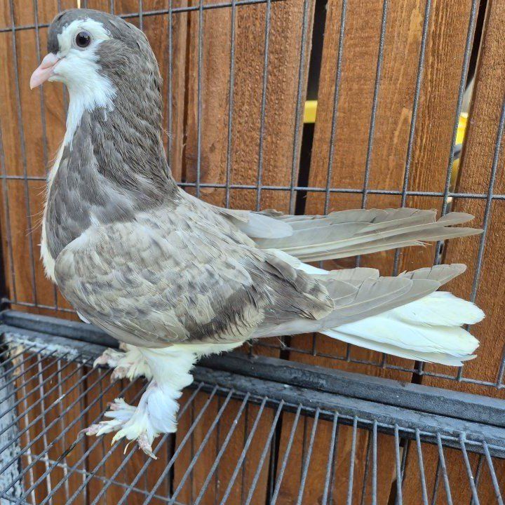 Brown Bar Squeaker Lahore Pigeon
