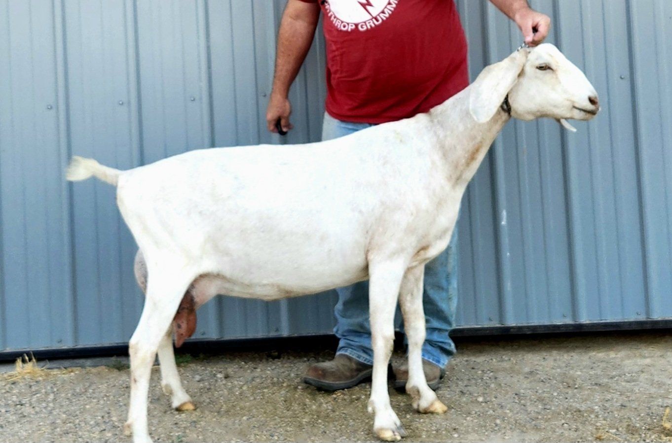 Nubian does in milk