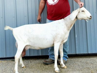 Nubian does in milk