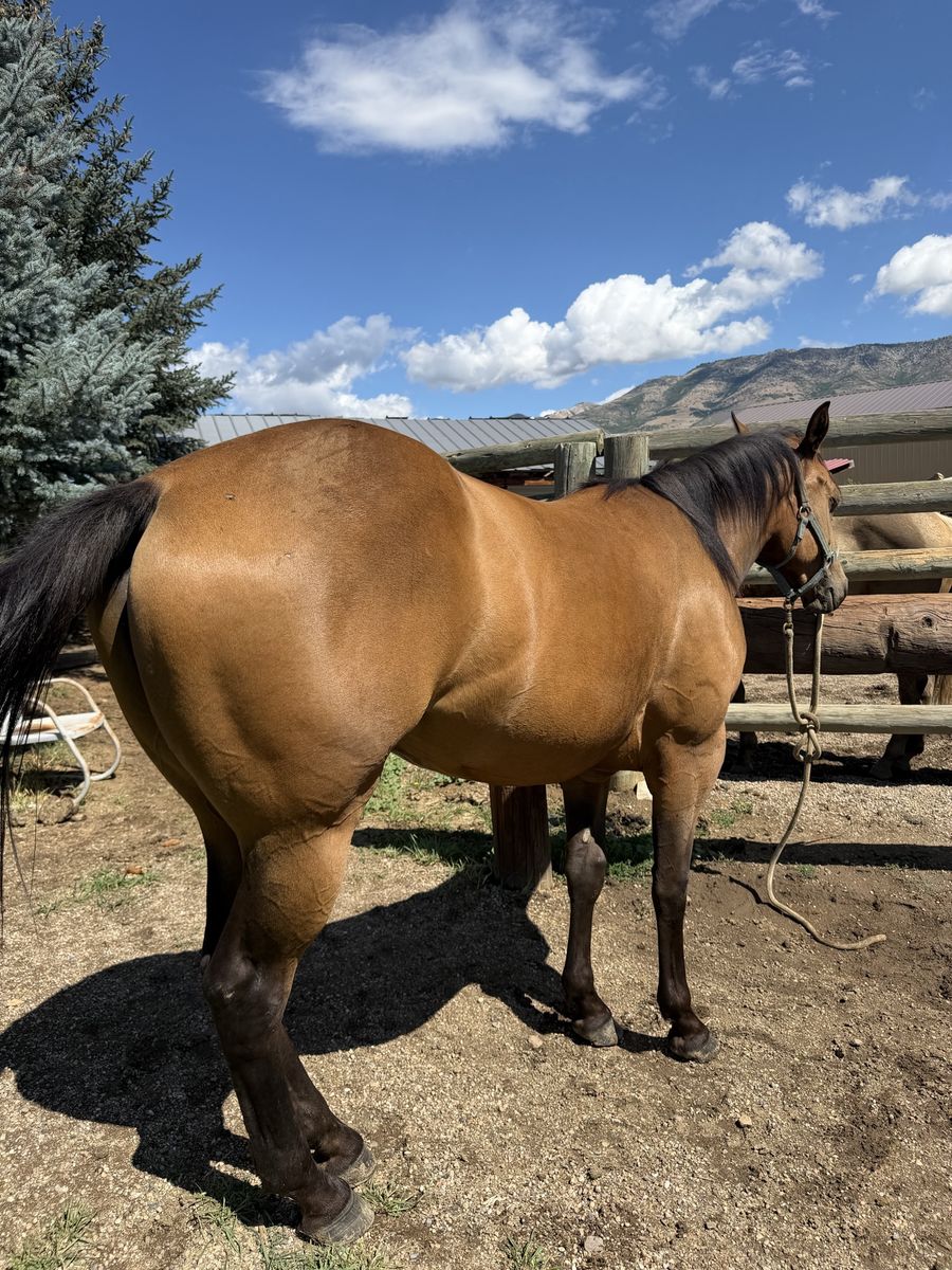 2 year old Registered Buckskin Filly