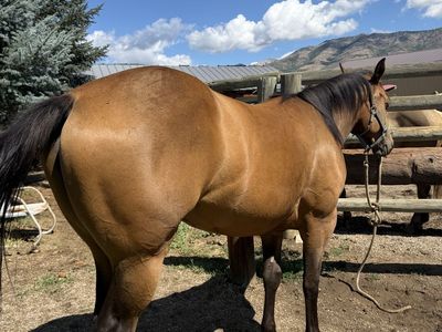2 year old Registered Buckskin Filly