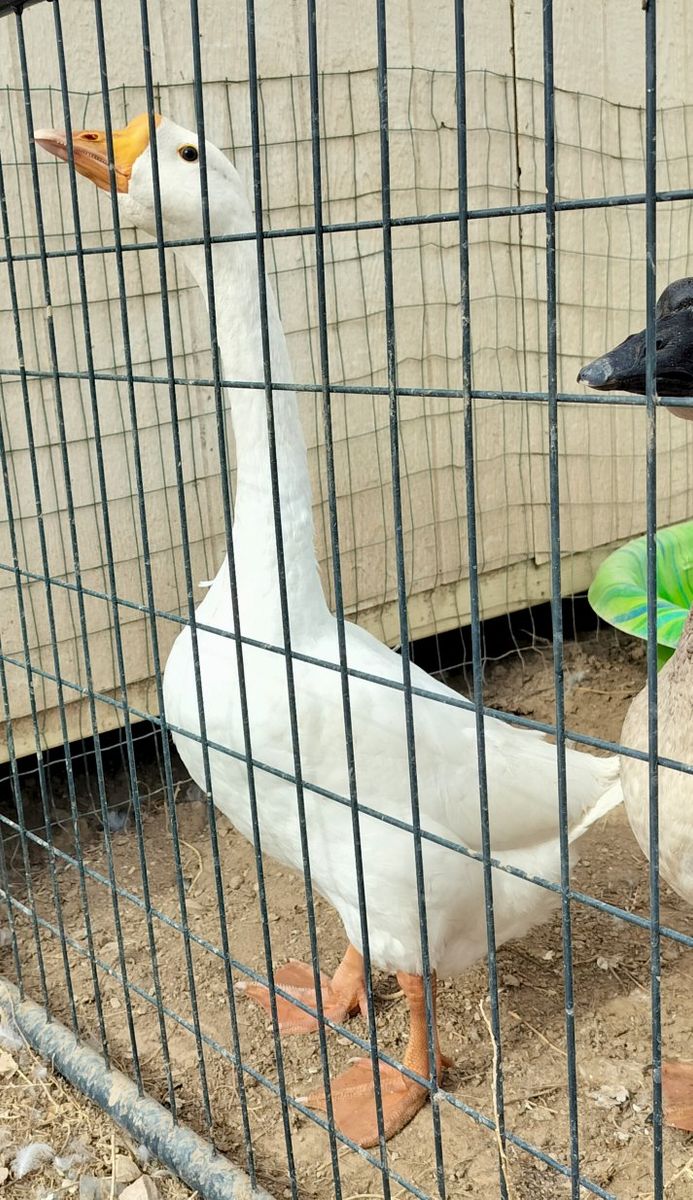 Young White Chinese Goose Gander(male)