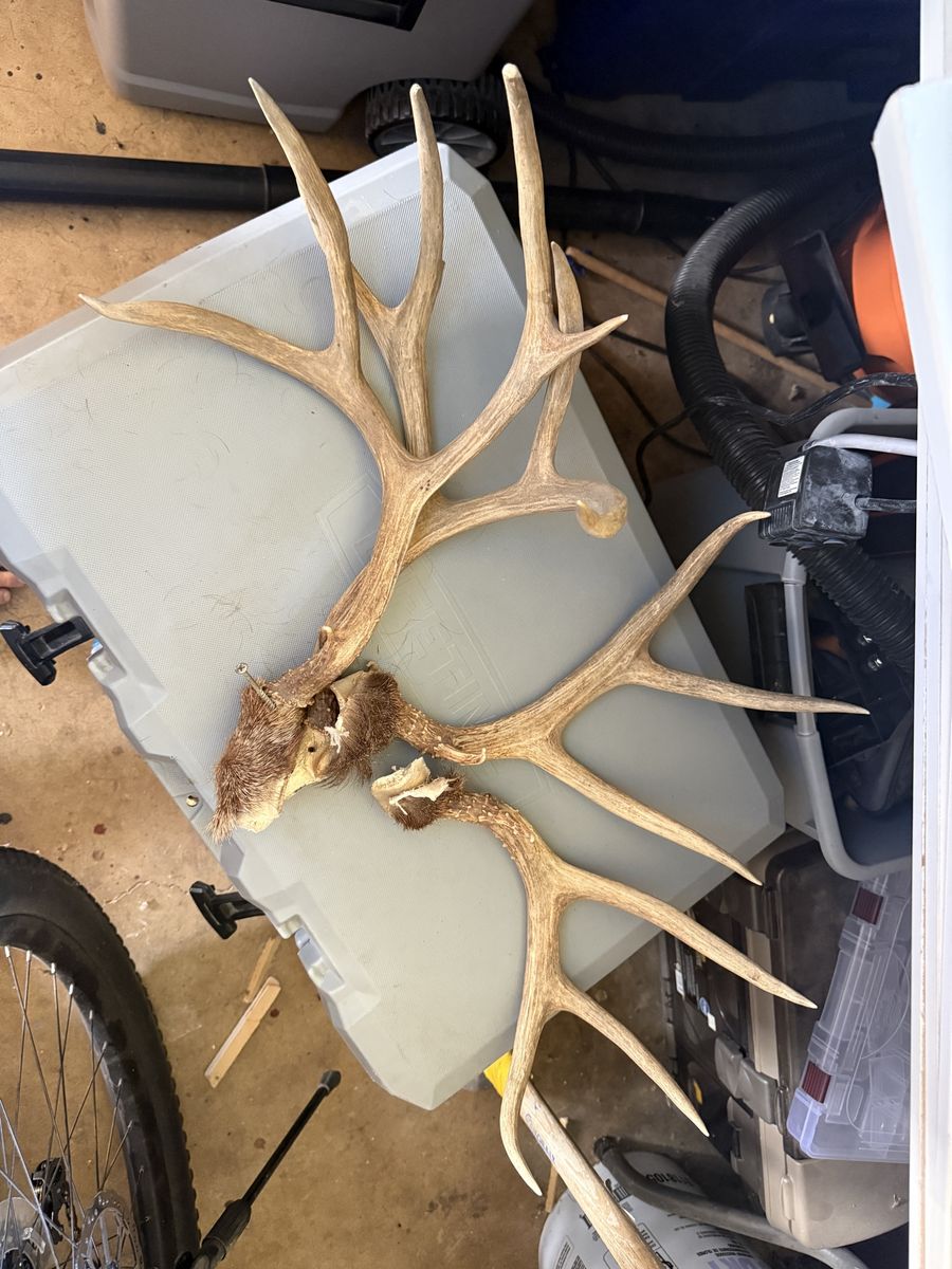 Large Deer Antlers - Natural Shed Horns for Decor or Crafting