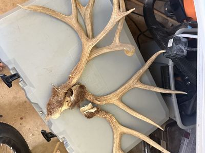Large Deer Antlers - Natural Shed Horns for Decor or Crafting