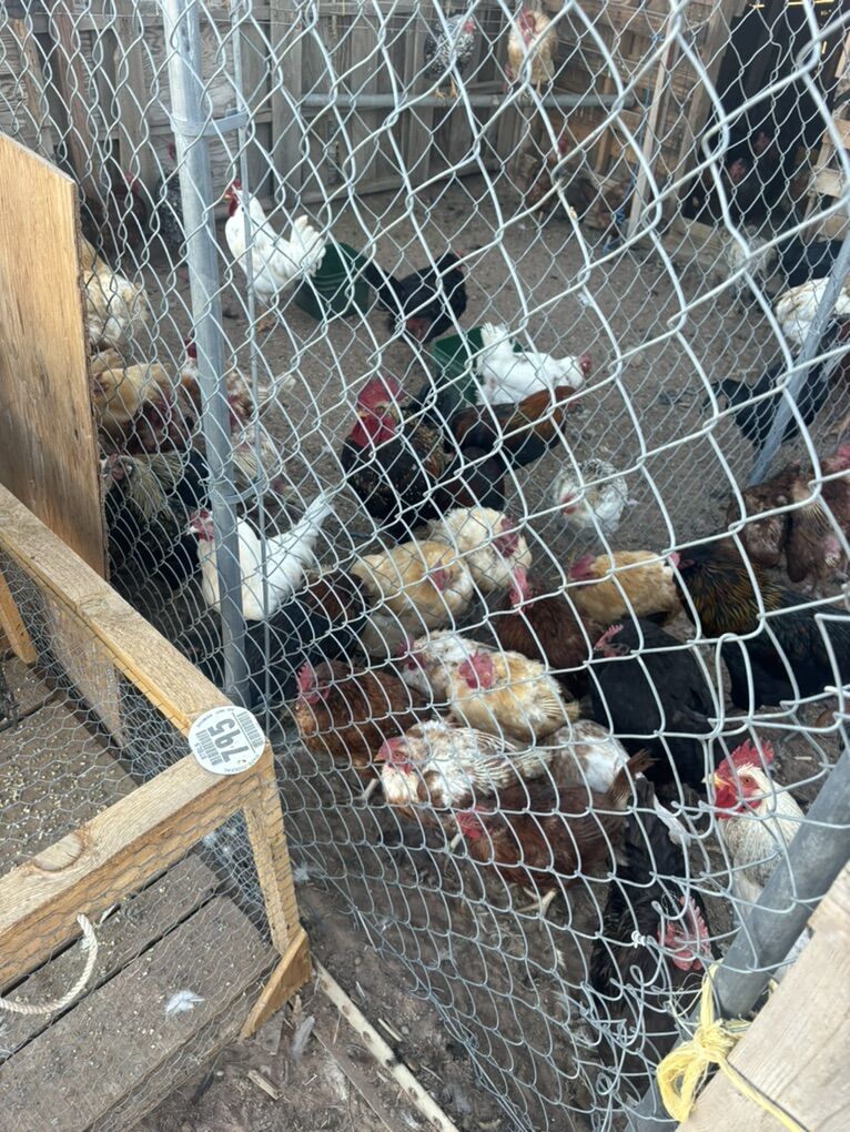 Cnikens Para Comer $15 Dlls 3858663281