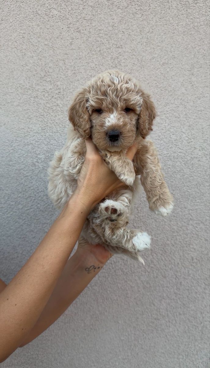 Multigen Medium Goldendoodle Puppies | Home Raised | Health Checked