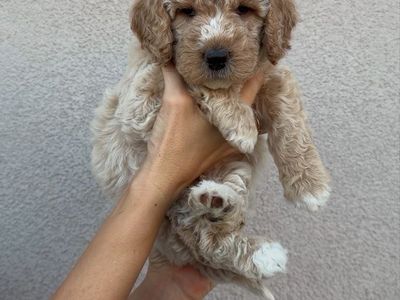 Multigen Medium Goldendoodle Puppies | Home Raised | Health Checked