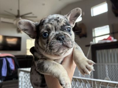 French Bull dog