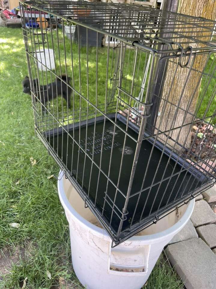 Black Wire Training Kennel